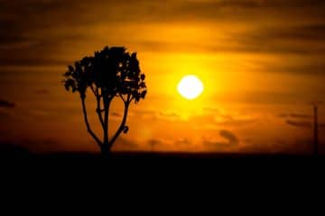 green tree during sunset on a sunny day